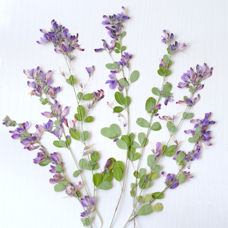 Dried Flower Bookmark - 6 Buah, Bunga Kering Lespedeza Formosa