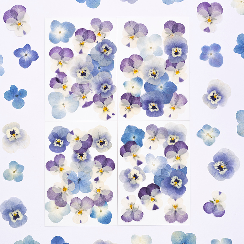 Dried Flower Bookmark - 12 Buah, Bunga Kering Viola Cornuta