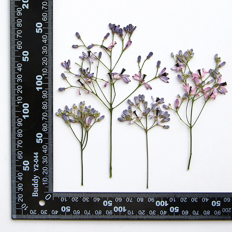 Dried Flower Bookmark - 120pcs Bunga Melia Azedarach Kering Terpres