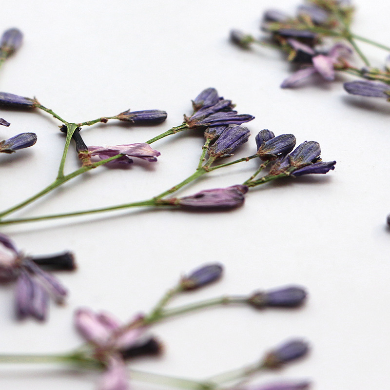 Dried Flower Bookmark - 60 Buah Cabang Bunga Pohon Neem,