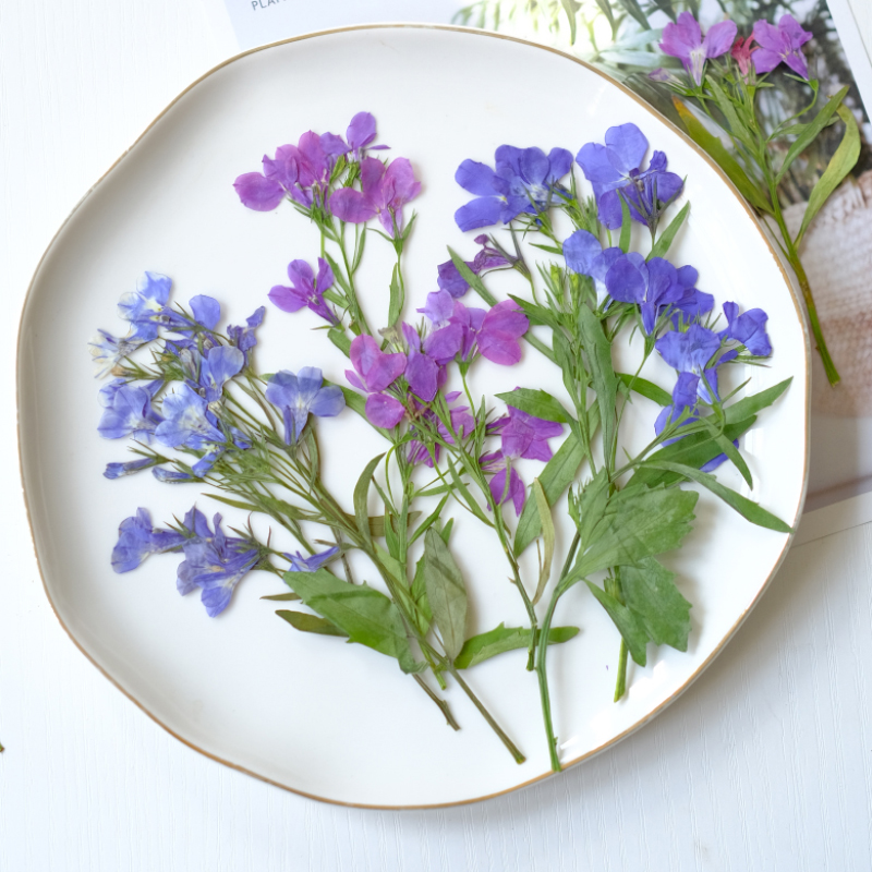 Dried Flower Bookmark - 6 Buah/8-13Cm, Bunga Lobelia Erinus Alami