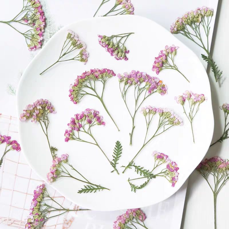 Dried Flower Bookmark - 60pcs ditekan kering Yarrow Frame bunga