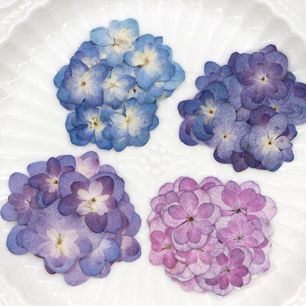 Dried Flower Bookmark - 60 Buah Bunga Kering Hydrangea Mini