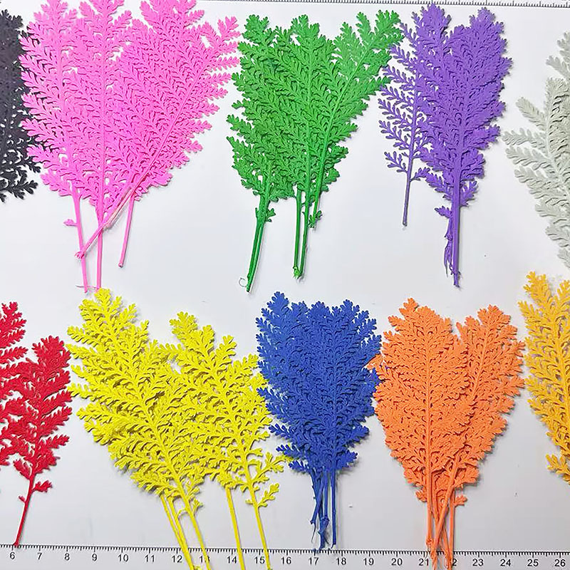 Dried Flower Bookmark - 100 Buah Daun Bulu Perak Alami
