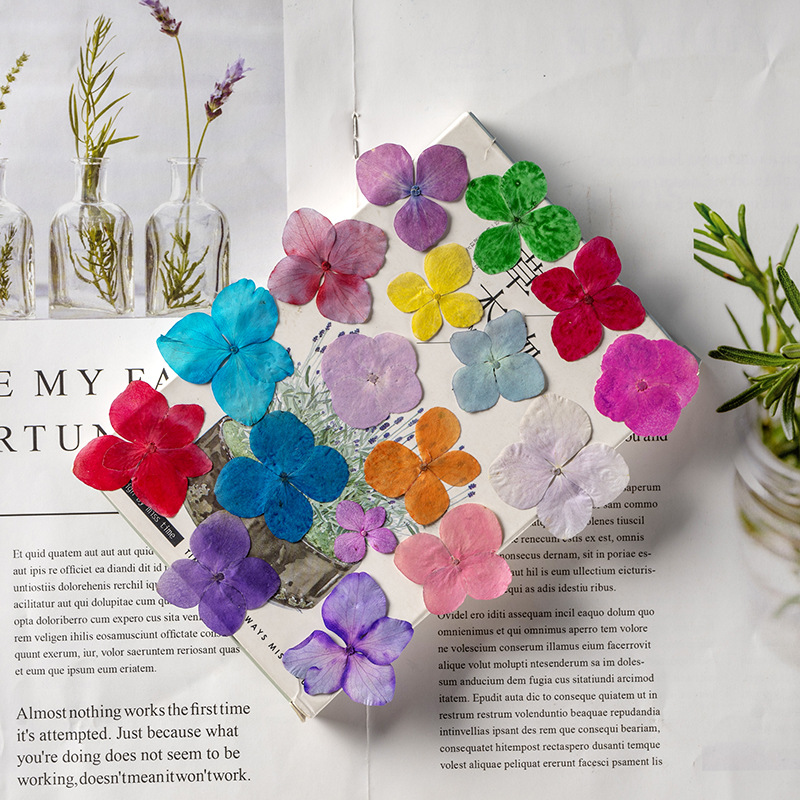 60 Buah Bunga Anna Hydrangea P - Dried Flower Bookmark ulasan dan harga