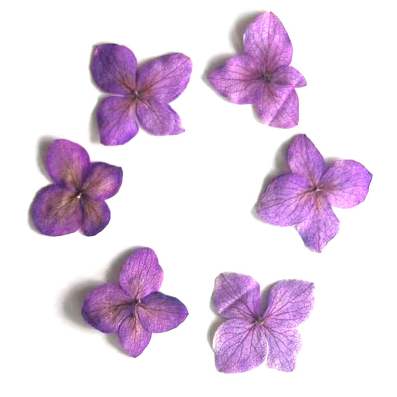 60 Buah Bunga Anna Hydrangea P - Dried Flower Bookmark ulasan dan harga