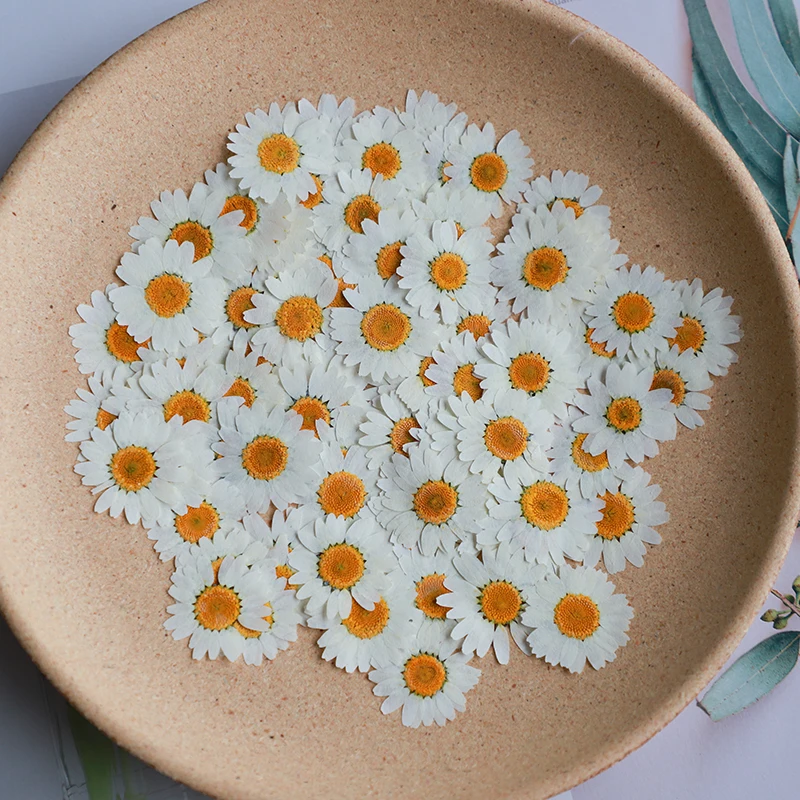 60X bunga krisan putih alami t - Dried Flower Bookmark ulasan dan harga