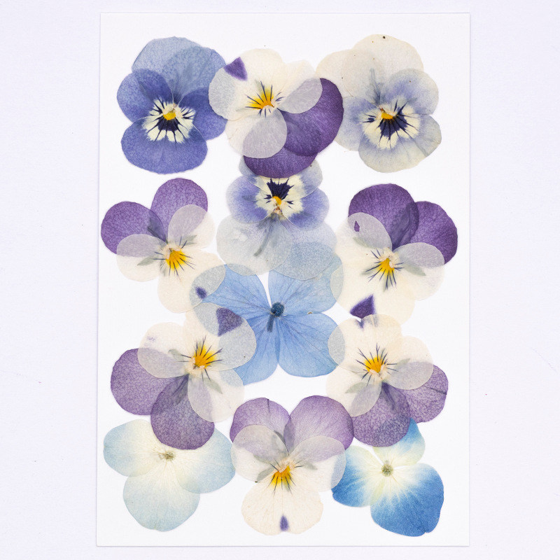 12 Buah, Bunga Kering Viola Co - Dried Flower Bookmark ulasan dan harga