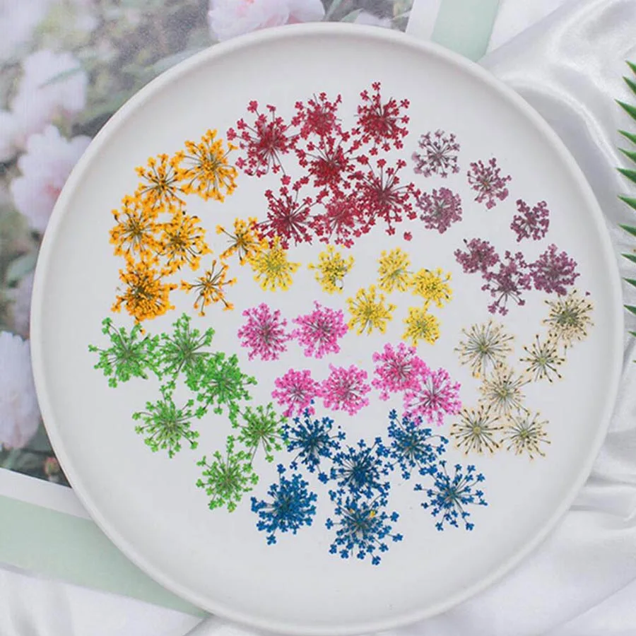 60 Buah Ditekan Kering 20-25Mm - Dried Flower Bookmark ulasan dan harga