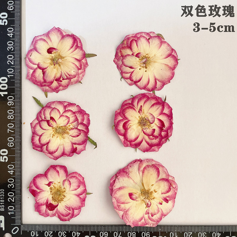 60pcs Pressed Dried Red Yellow - Dried Flower Bookmark ulasan dan harga
