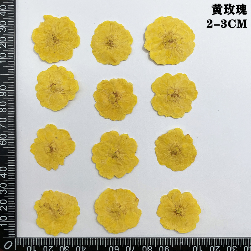 60pcs Pressed Dried Red Yellow - Dried Flower Bookmark ulasan dan harga