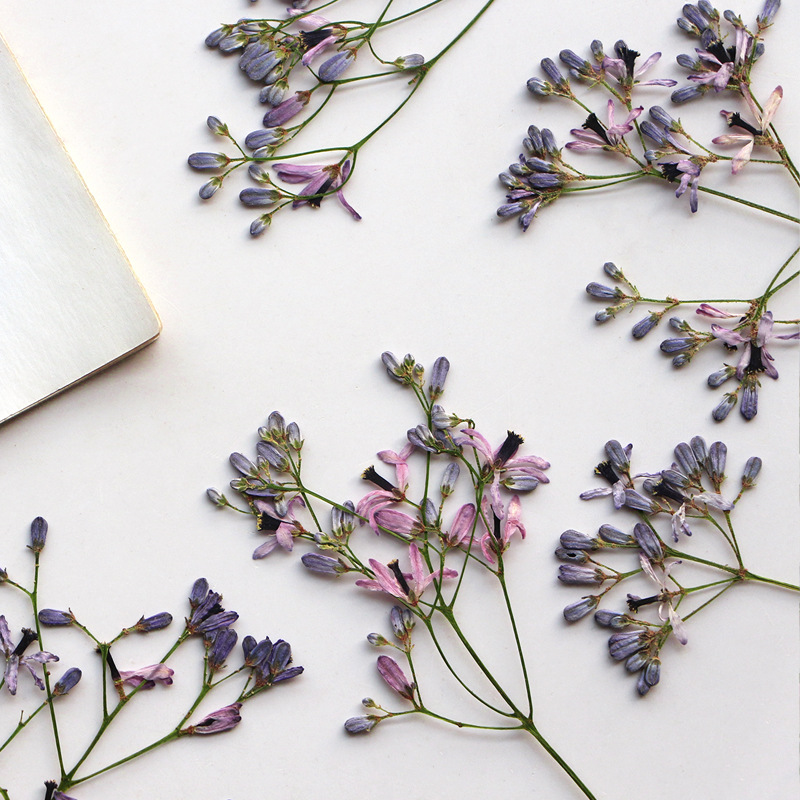 60 Buah Cabang Bunga Pohon Nee - Dried Flower Bookmark ulasan dan harga