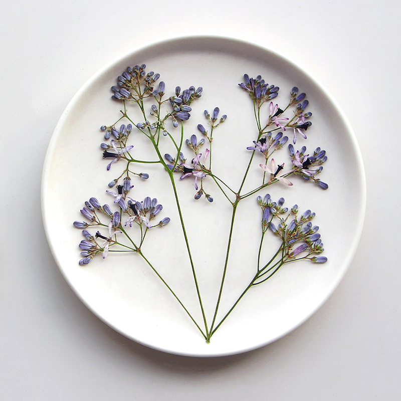60 Buah Cabang Bunga Pohon Nee - Dried Flower Bookmark ulasan dan harga