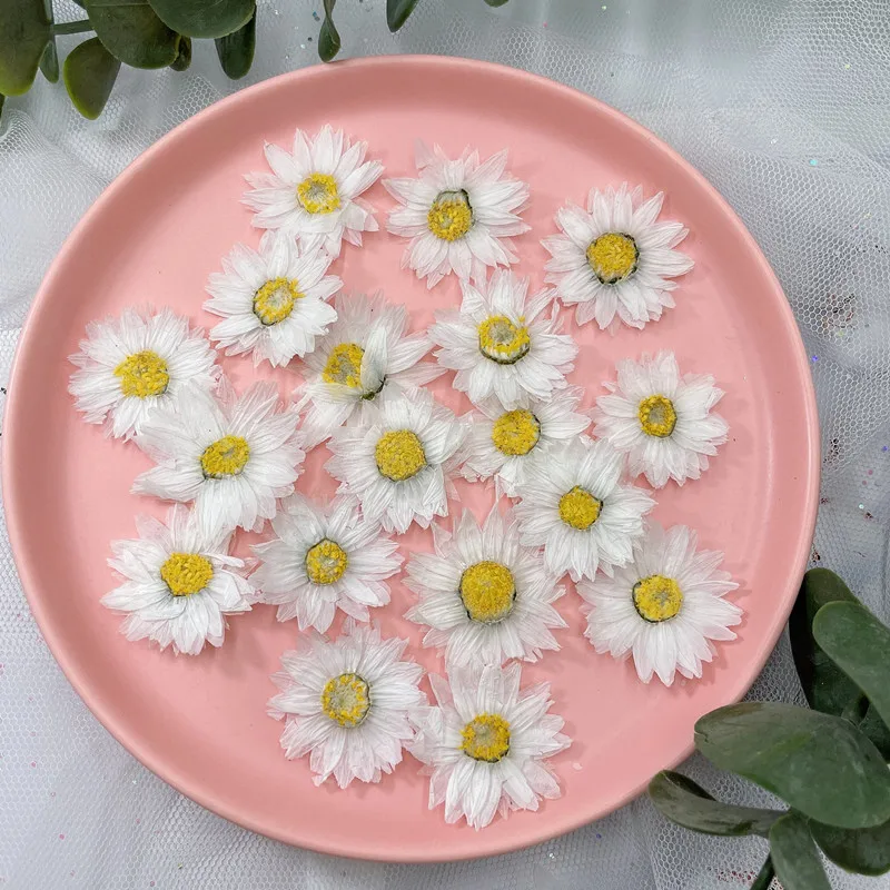 24 Buah/2-4CM, Kelopak Bunga T - Dried Flower Bookmark ulasan dan harga