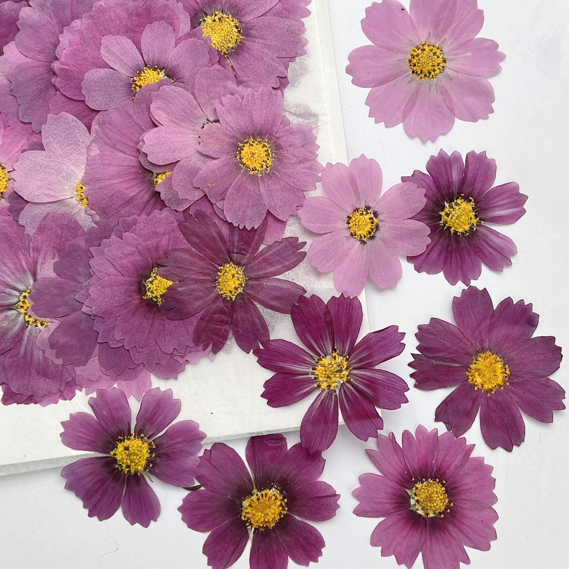 100 Buah Spesimen Tanaman Bung - Dried Flower Bookmark ulasan dan harga