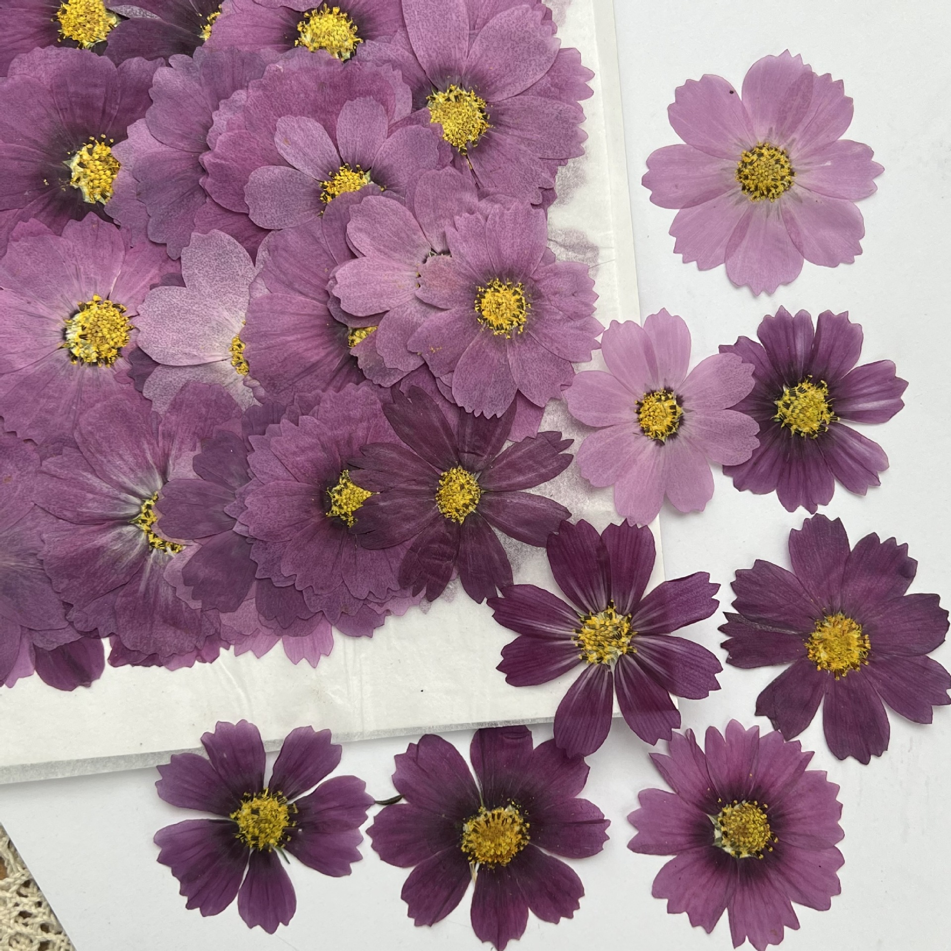 100 Buah Spesimen Tanaman Bung - Dried Flower Bookmark ulasan dan harga