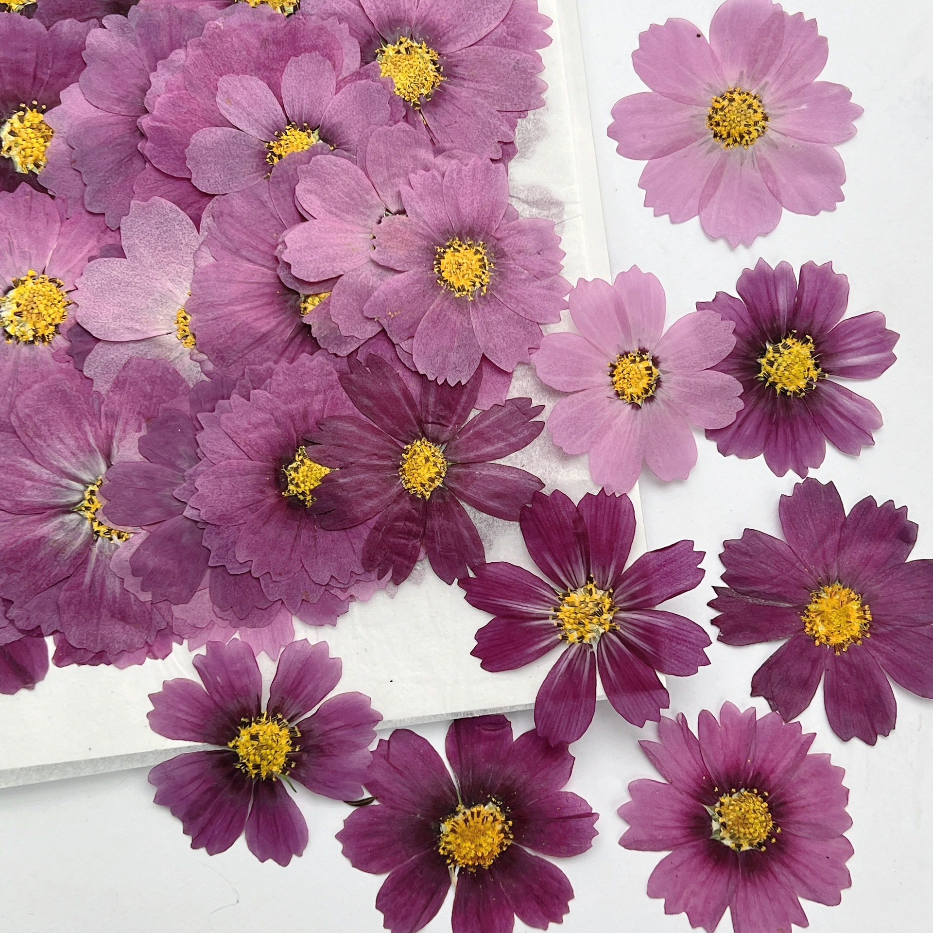 100 Buah Spesimen Tanaman Bung - Dried Flower Bookmark ulasan dan harga
