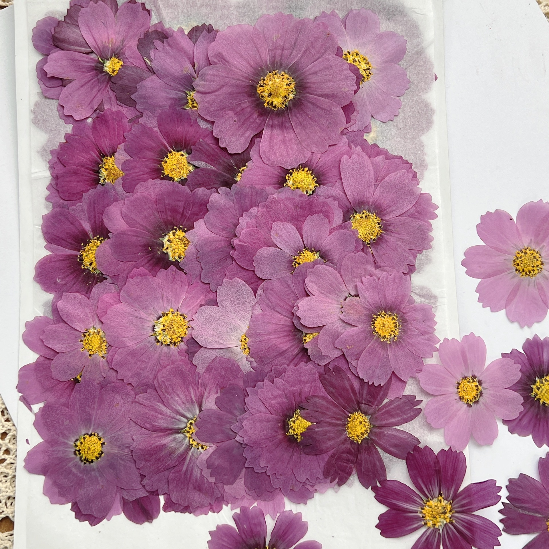 100 Buah Spesimen Tanaman Bung - Dried Flower Bookmark ulasan dan harga