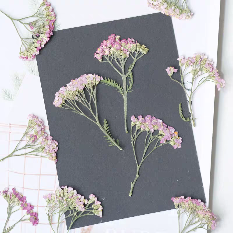 60pcs ditekan kering Yarrow Fr - Dried Flower Bookmark ulasan dan harga