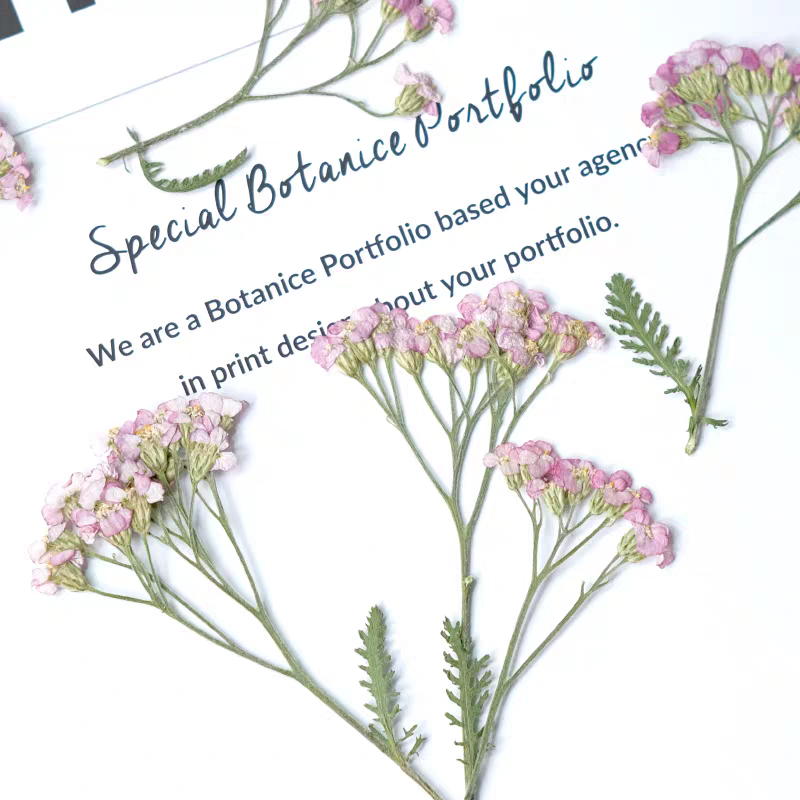 60pcs ditekan kering Yarrow Fr - Dried Flower Bookmark ulasan dan harga