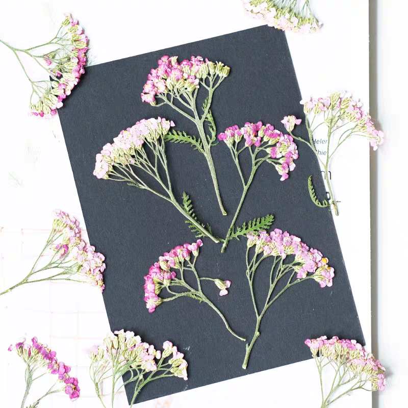 60pcs ditekan kering Yarrow Fr - Dried Flower Bookmark ulasan dan harga