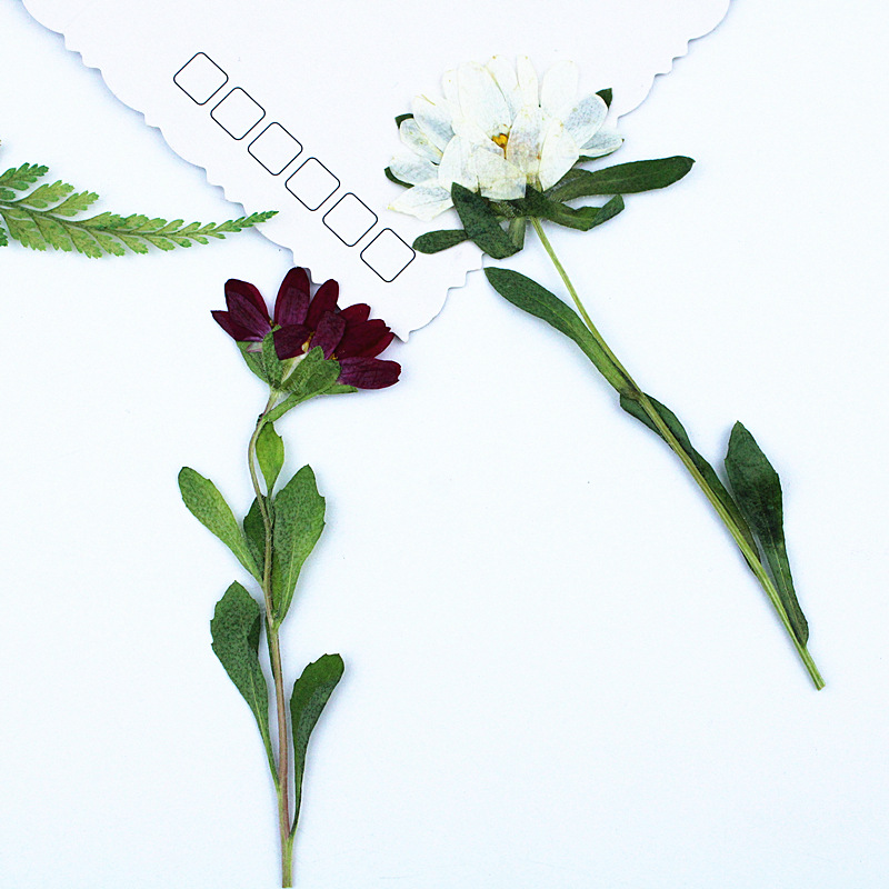 24 Buah, Bunga Krisan Mini Ker - Dried Flower Bookmark ulasan dan harga