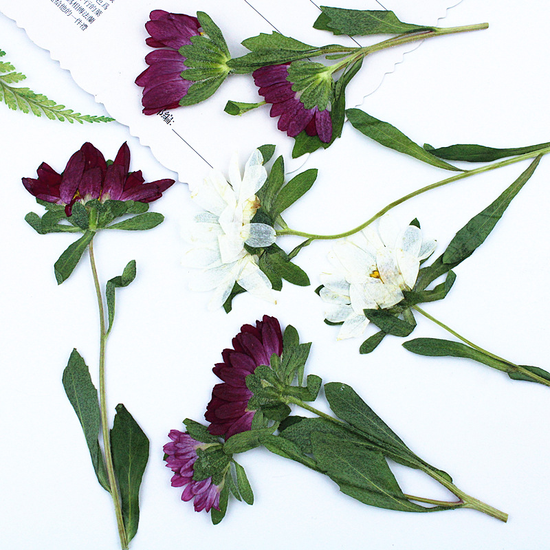 24 Buah, Bunga Krisan Mini Ker - Dried Flower Bookmark ulasan dan harga