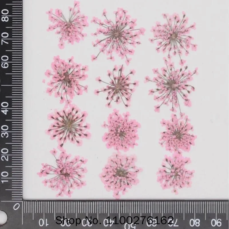 60 pcs Bunga Ammi Majus Kering - Dried Flower Bookmark ulasan dan harga