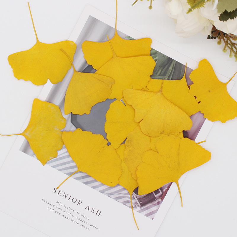 60 Buah Herbarium Tanaman Daun - Dried Flower Bookmark ulasan dan harga