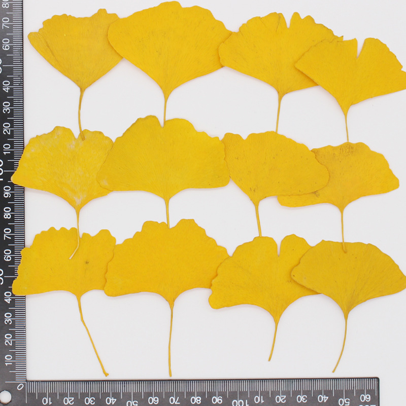 60 Buah Herbarium Tanaman Daun - Dried Flower Bookmark ulasan dan harga