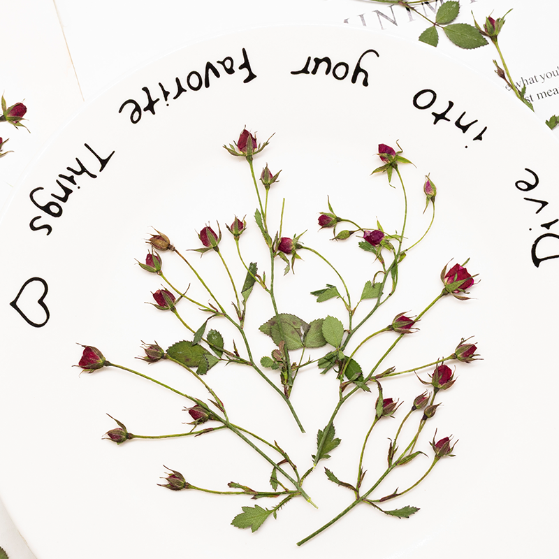 12 Buah, Bunga Mawar Kering Mu - Dried Flower Bookmark ulasan dan harga
