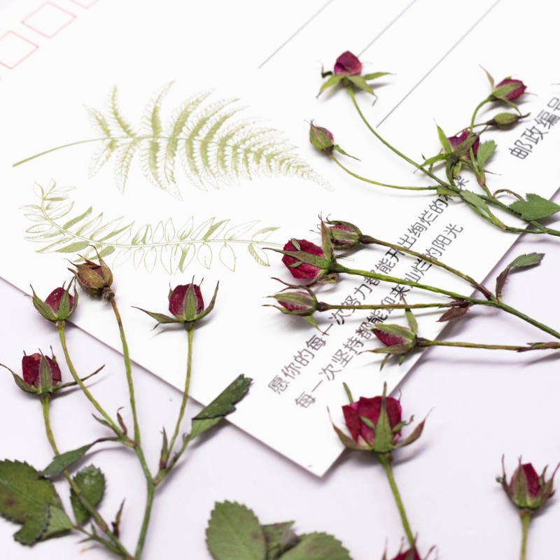 12 Buah, Bunga Mawar Kering Mu - Dried Flower Bookmark ulasan dan harga