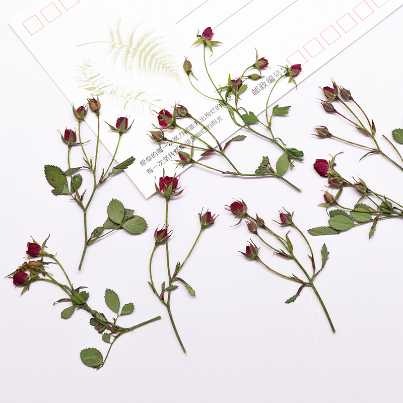 12 Buah, Bunga Mawar Kering Mu - Dried Flower Bookmark ulasan dan harga